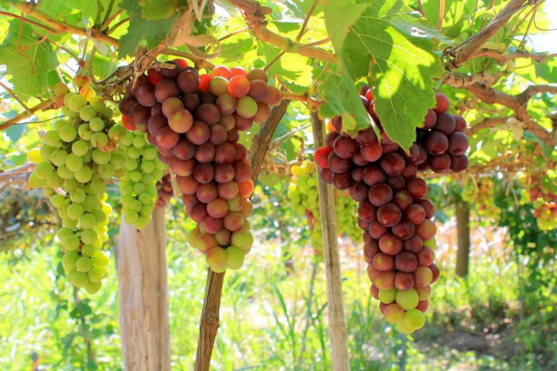 Vườn nho Ba Mọi - Ninh Thuận