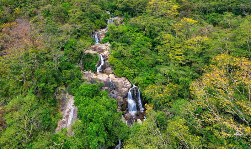 Rừng Sinh Thái Vườn Quốc Gia Núi Chúa